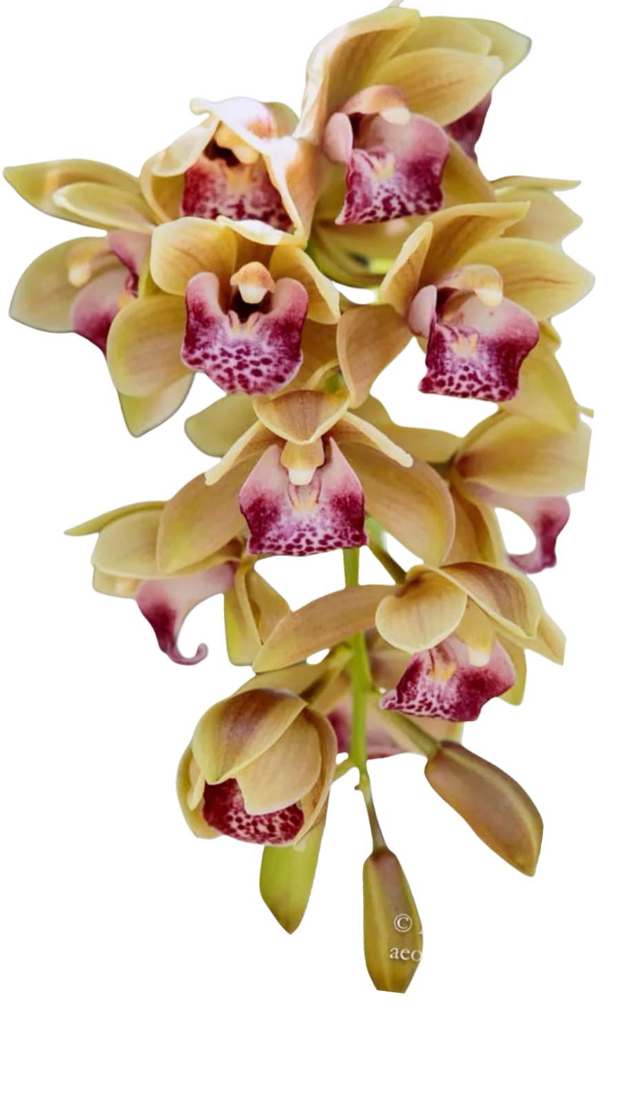 Cymbidium Mary Green ‘Green Gables’