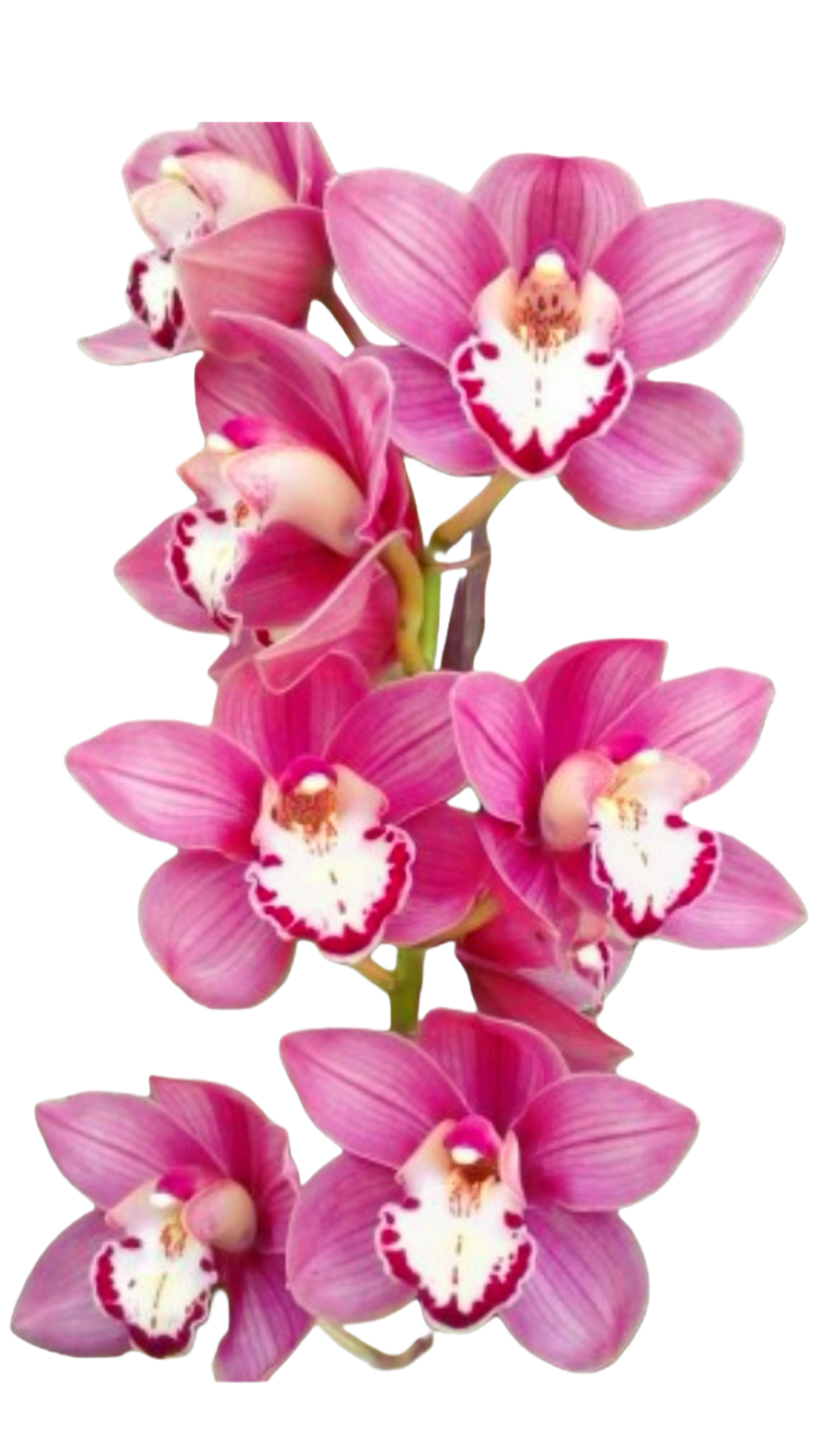 Cymbidium Valley Chianti Wine